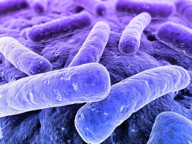 Cosa sono i batteri
